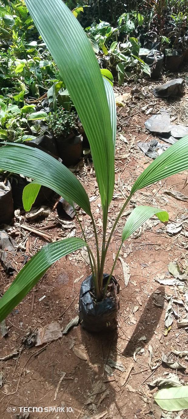 For All Types of Plants - thumbnail 5