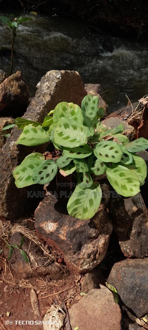 For All Types of Plants - thumbnail 6