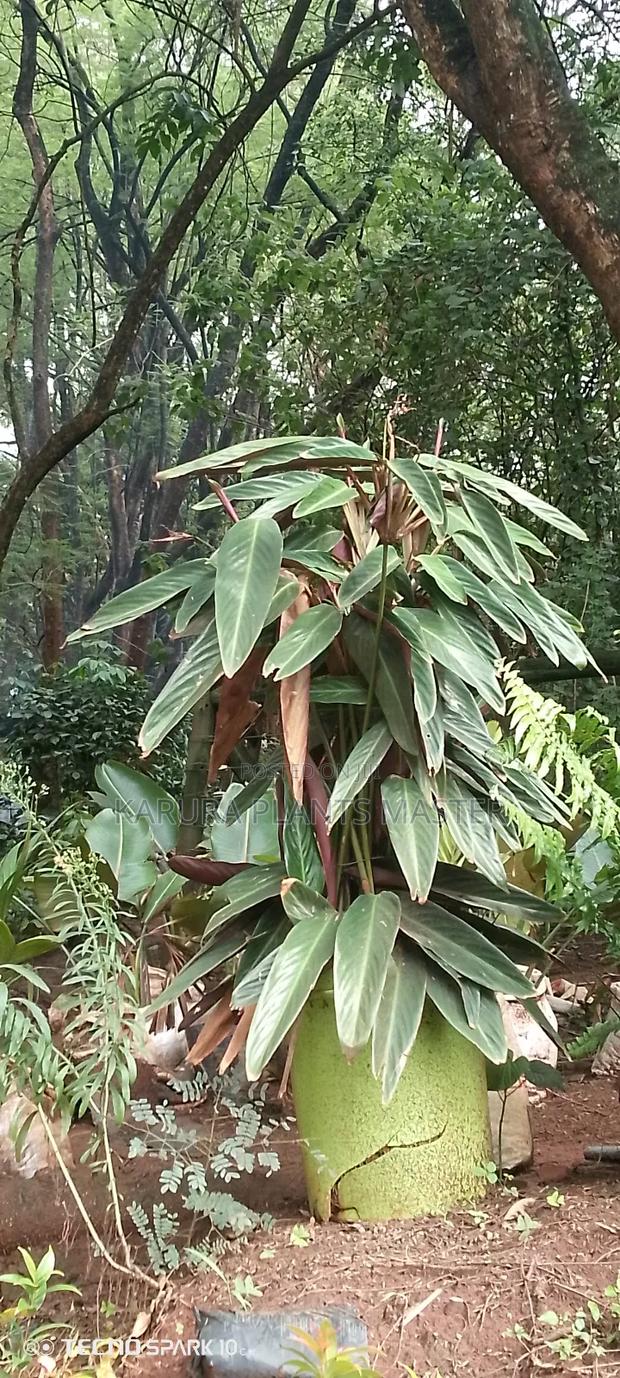 For All Types of Plants - thumbnail 8