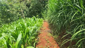 1acre Kigajo Gatundu South