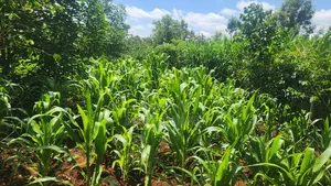 1acre Kigajo Gatundu South