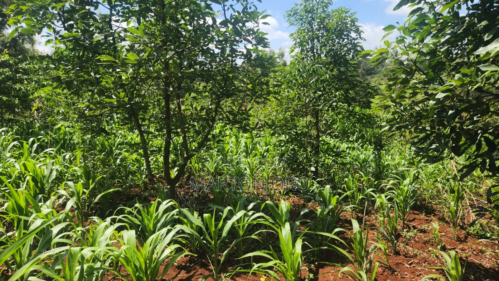 1acre Kigajo Gatundu South