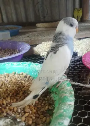 Budgies Pied
