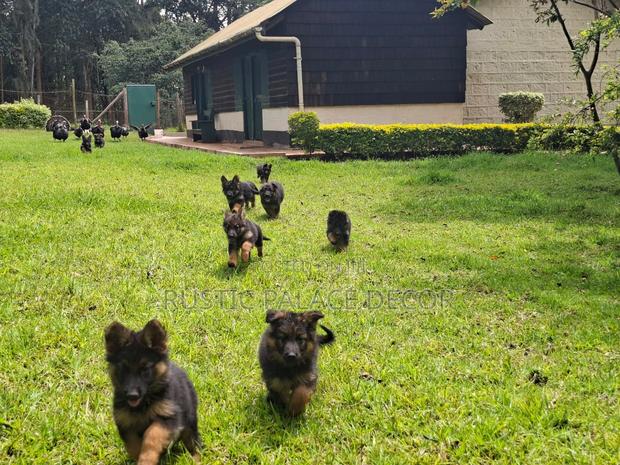 1-3 months Male Purebred German Shepherd
