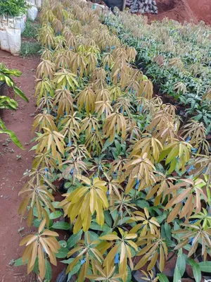 F1, Grafted Tommy Mangoes