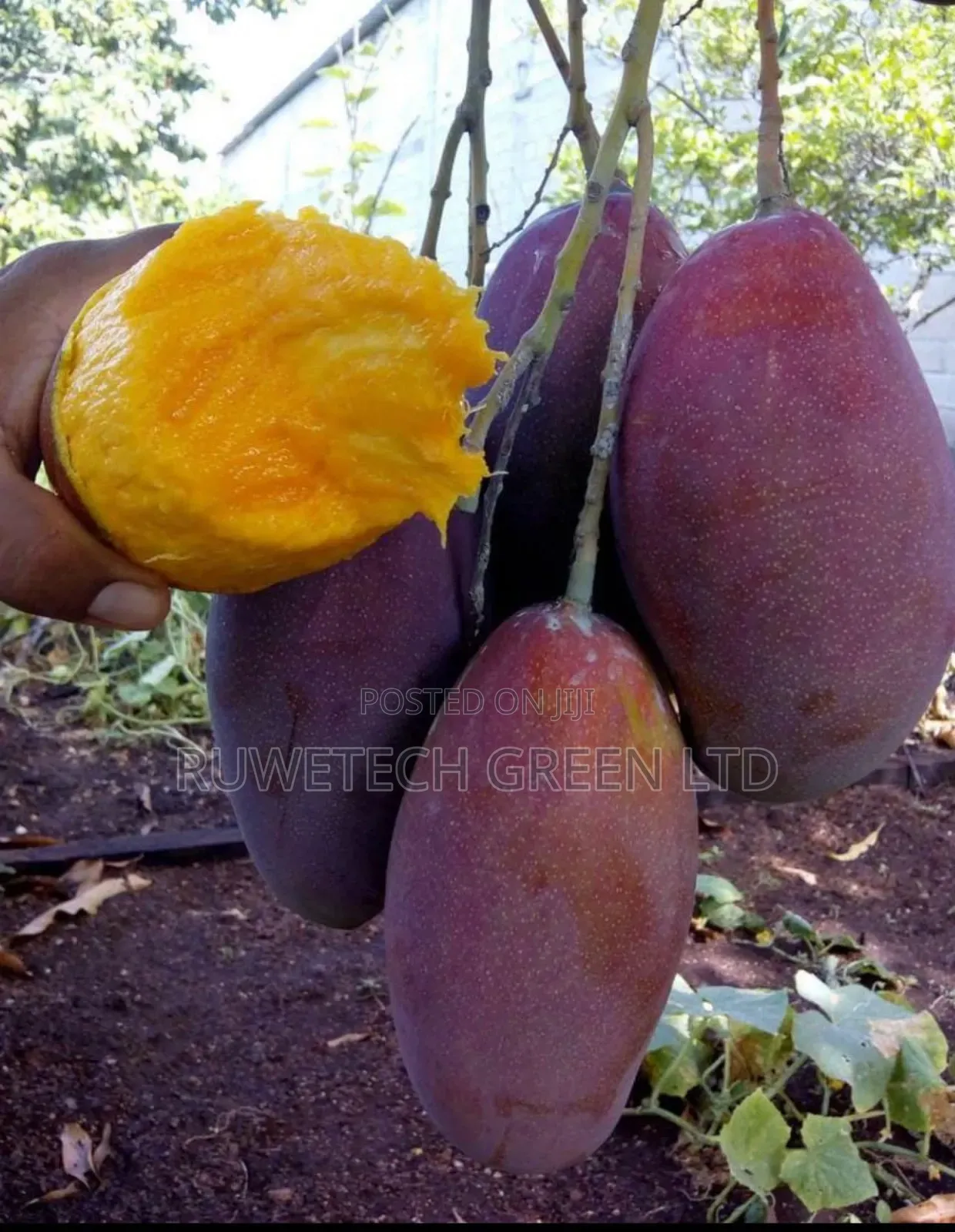 F1, Grafted Tommy Mangoes
