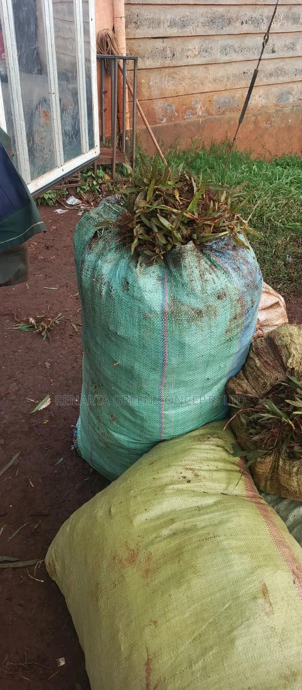 Pemba Grass Wholesale - thumbnail 4