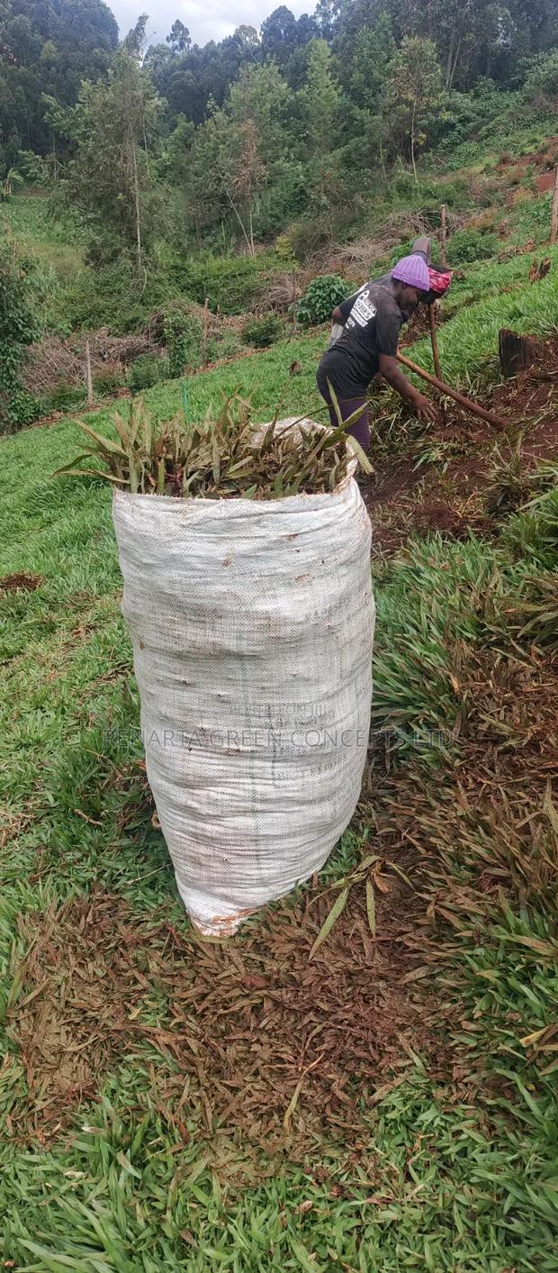 Pemba Grass Wholesale - thumbnail 8