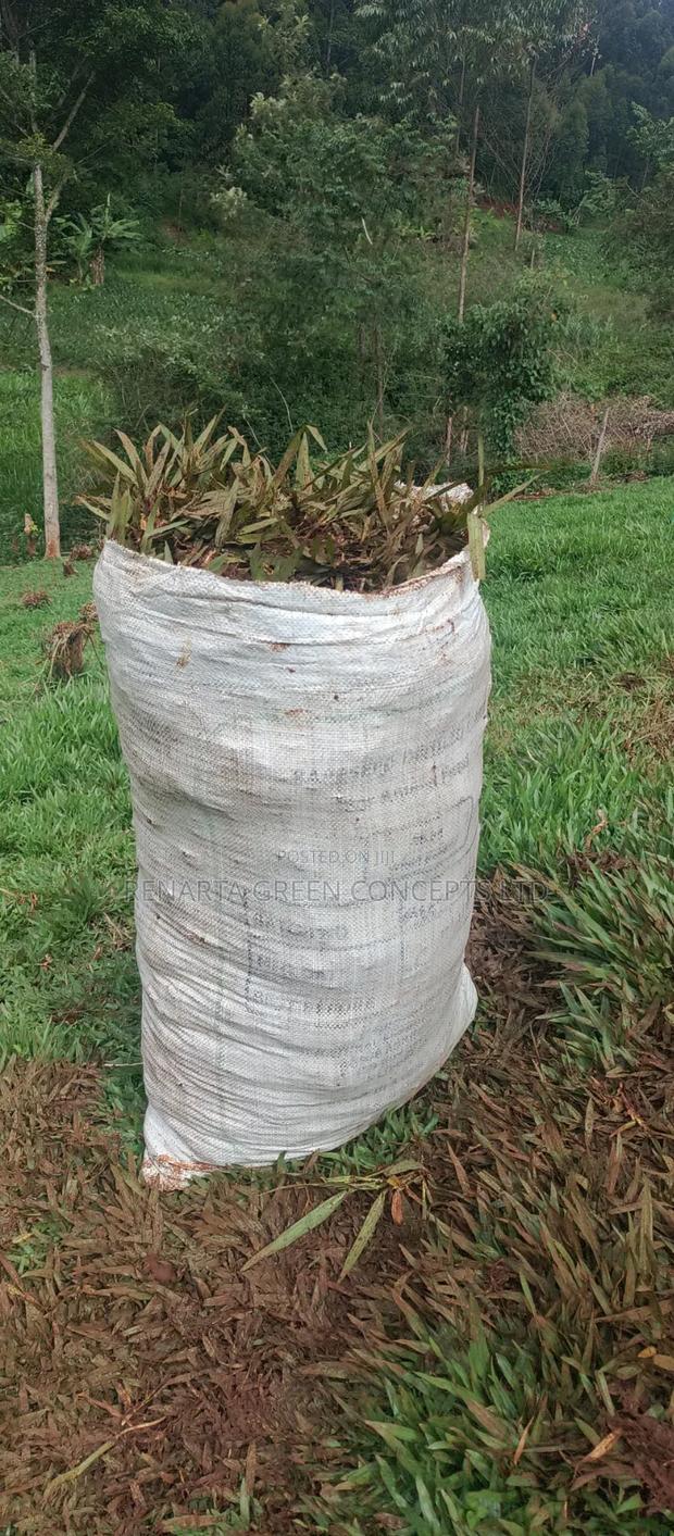 Pemba Grass Wholesale - thumbnail 12