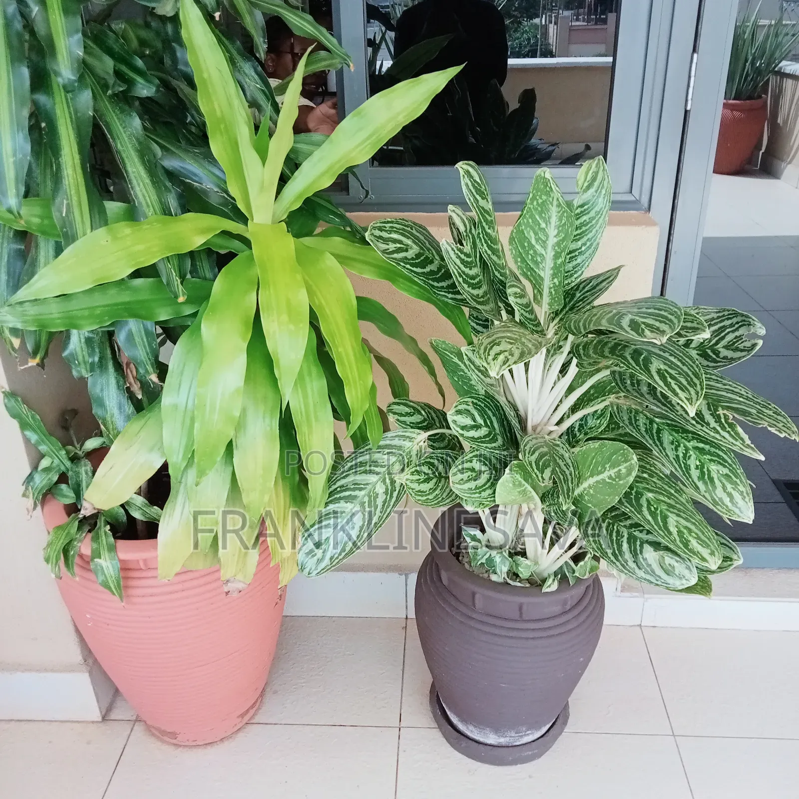 House and Out Doors Plants,Lawn Installation and Maintenance Services