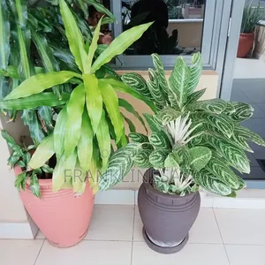 House and Out Doors Plants,Lawn Installation and Maintenance Services