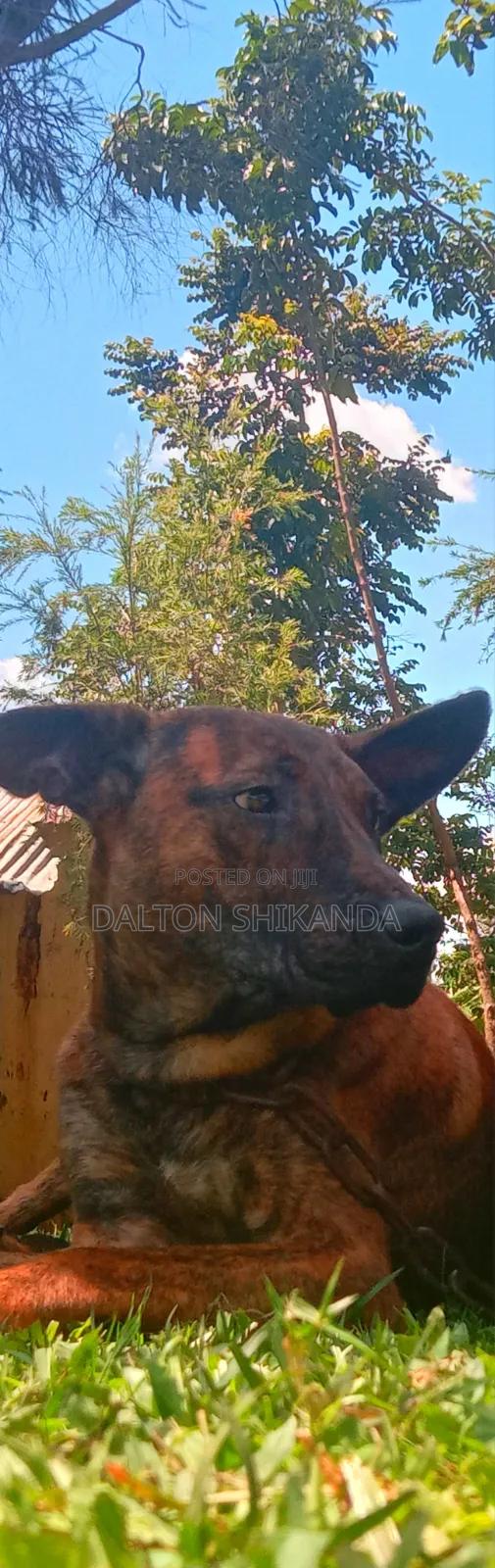 1+ year Male Mixed Breed Dutch Shepherd - main view