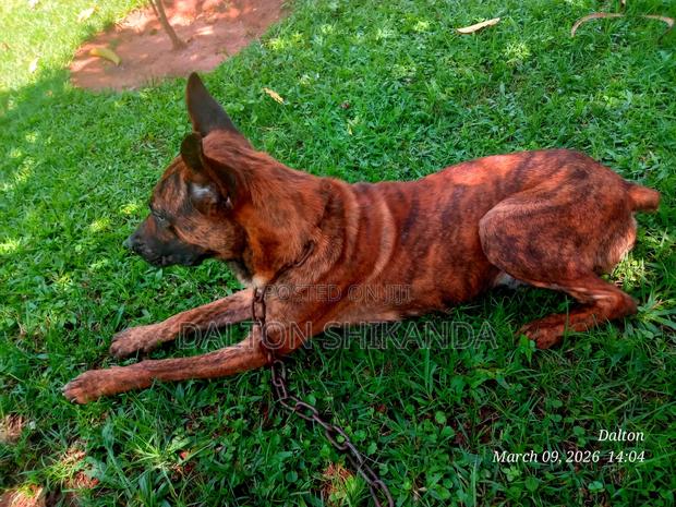 1+ year Male Mixed Breed Dutch Shepherd - thumbnail 2