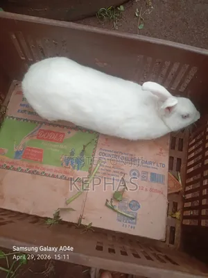Meat/ Pets