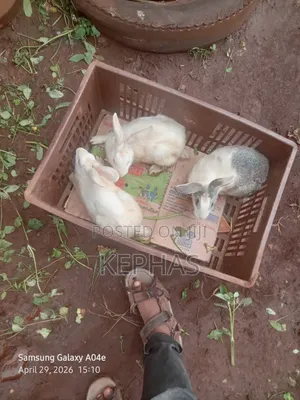 Meat/ Pets