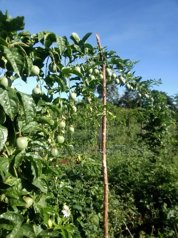 Organic Passion Fruit - thumbnail 2