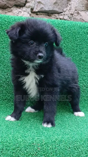 1-3 months Female Purebred Japanese Spitz
