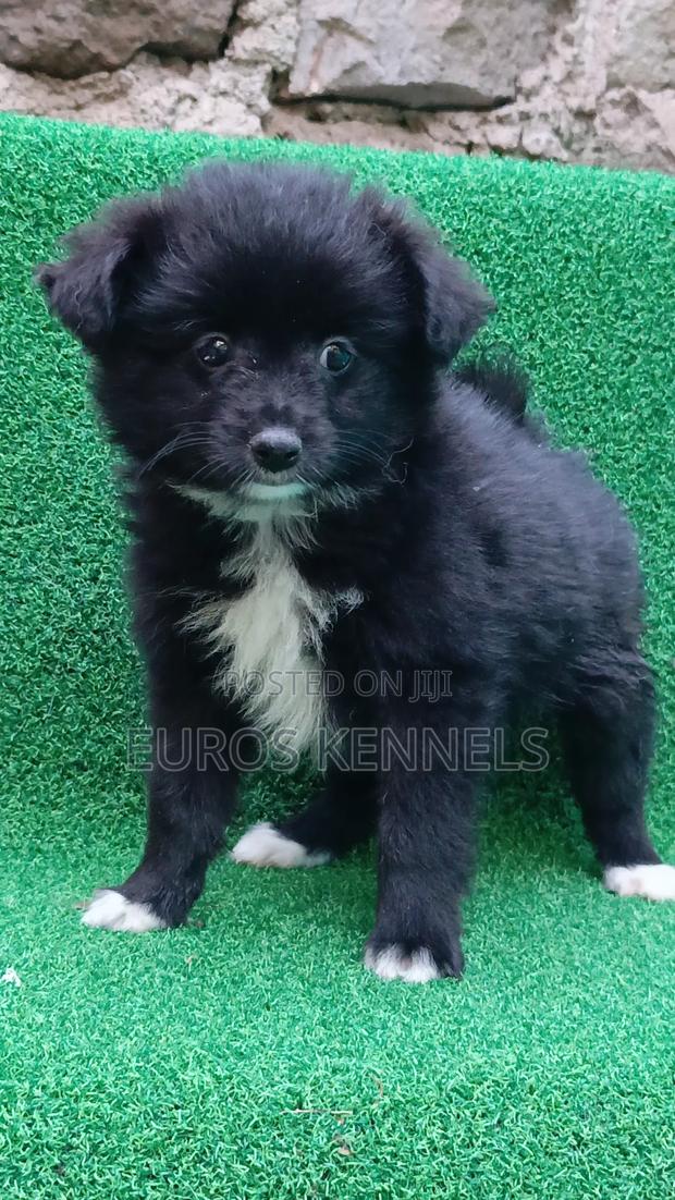 1-3 months Female Purebred Japanese Spitz - thumbnail 2
