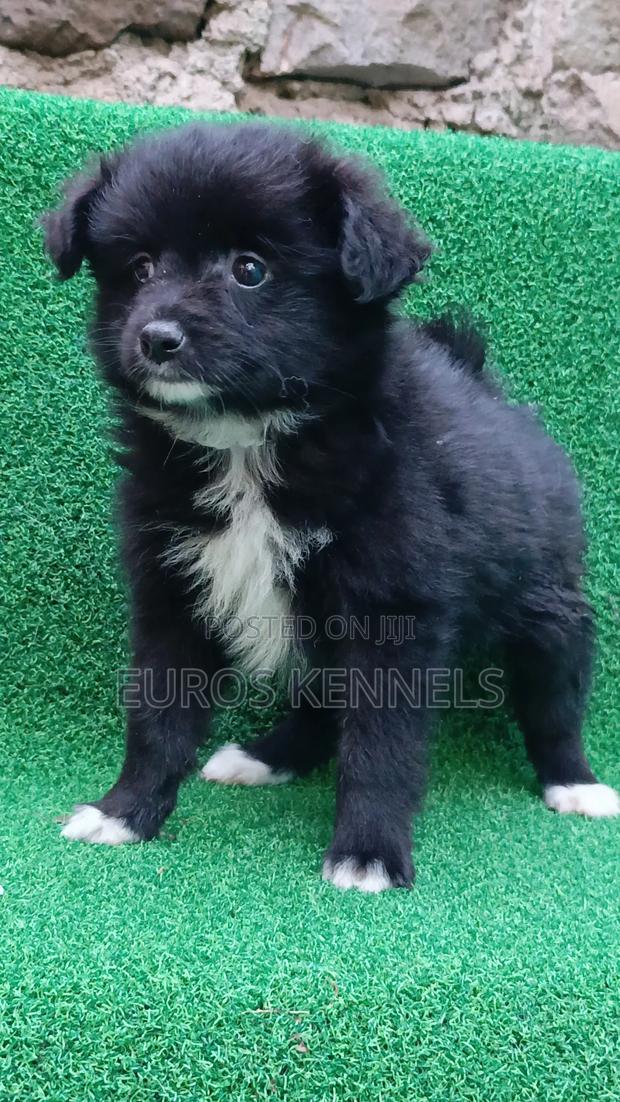 1-3 months Female Purebred Japanese Spitz - thumbnail 3