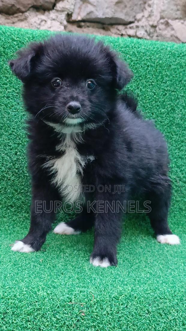 1-3 months Female Purebred Japanese Spitz - thumbnail 4