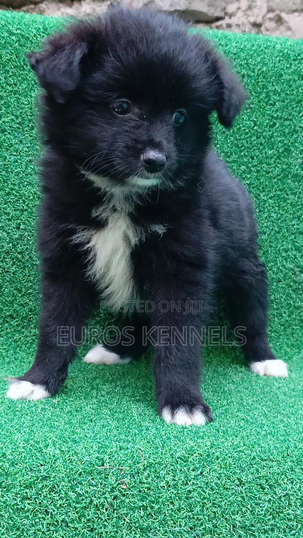 1-3 months Female Purebred Japanese Spitz - thumbnail 5