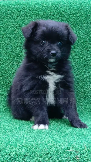 1-3 months Female Purebred Japanese Spitz
