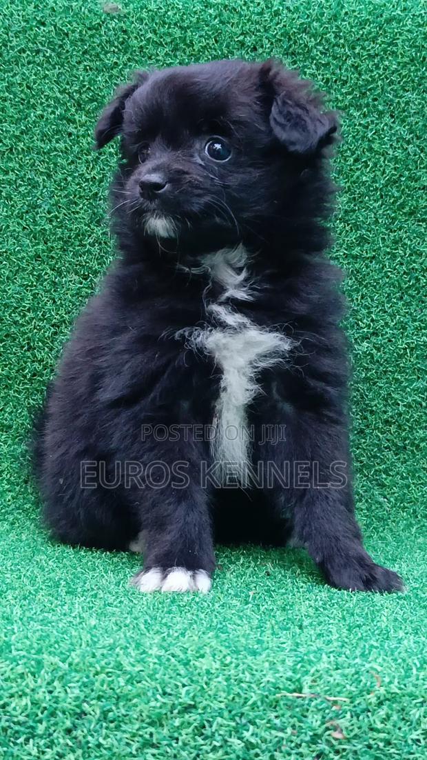 1-3 months Female Purebred Japanese Spitz - thumbnail 2