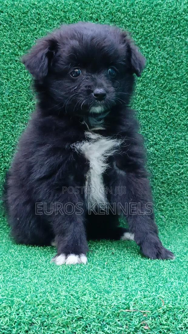 1-3 months Female Purebred Japanese Spitz - thumbnail 3