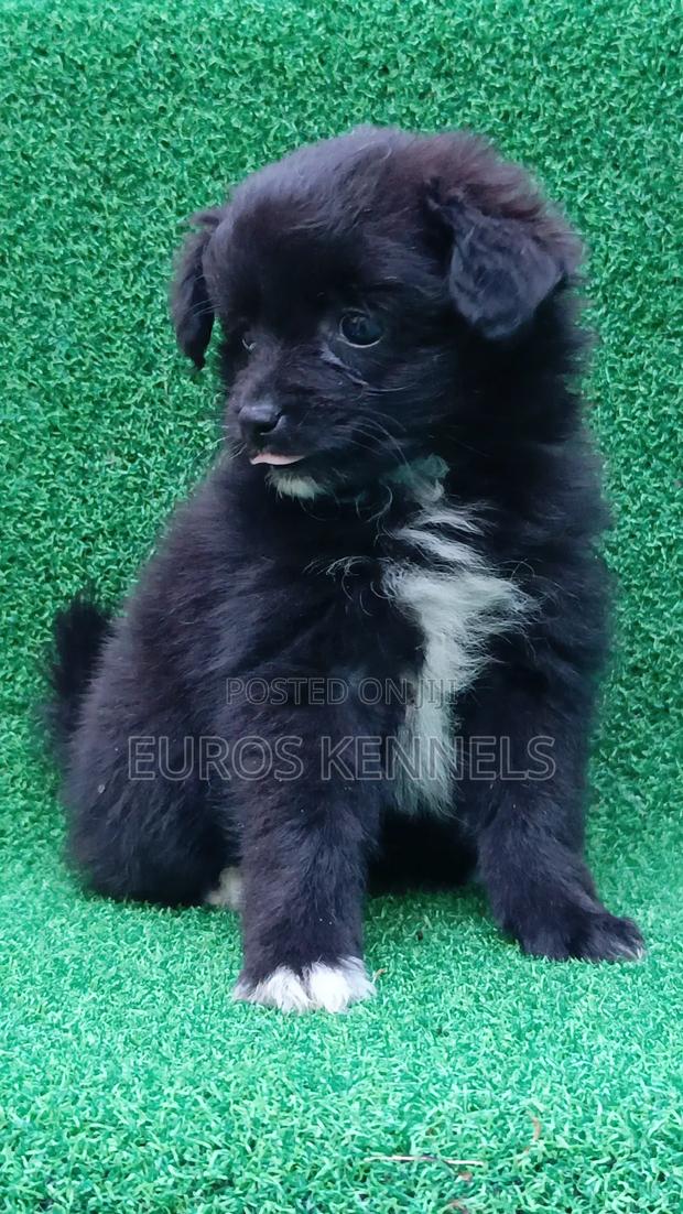1-3 months Female Purebred Japanese Spitz - thumbnail 4