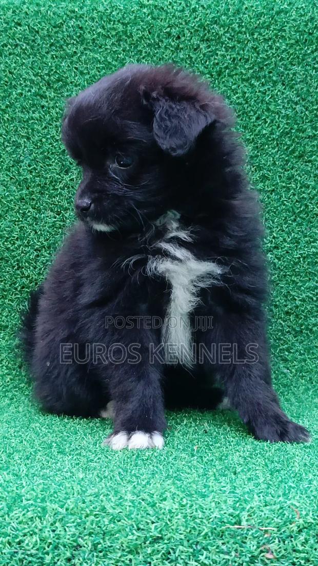 1-3 months Female Purebred Japanese Spitz - thumbnail 5