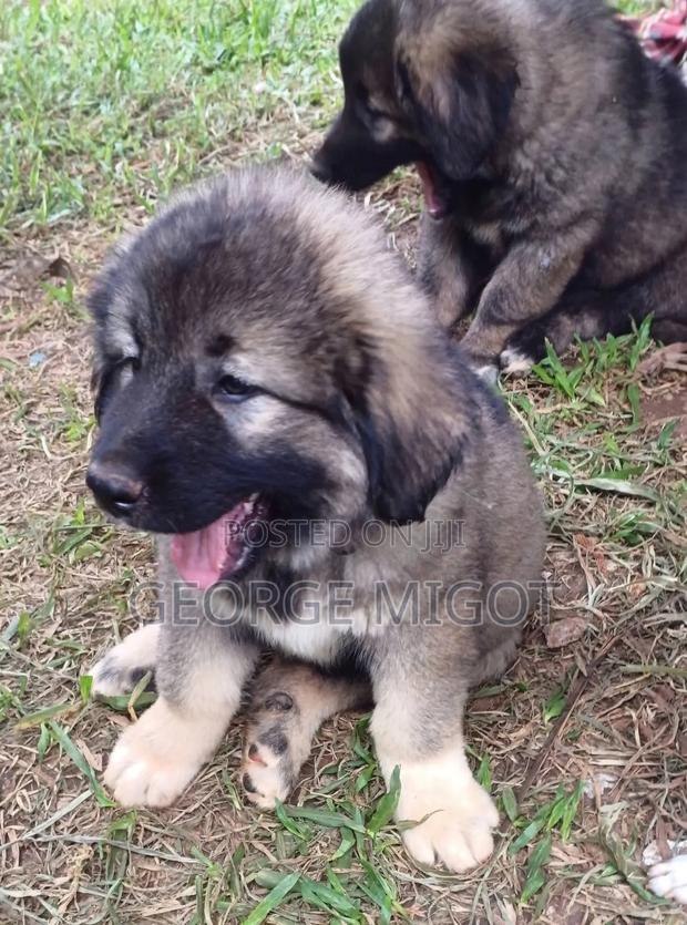 1-3 months Male Purebred Caucasian Shepherd