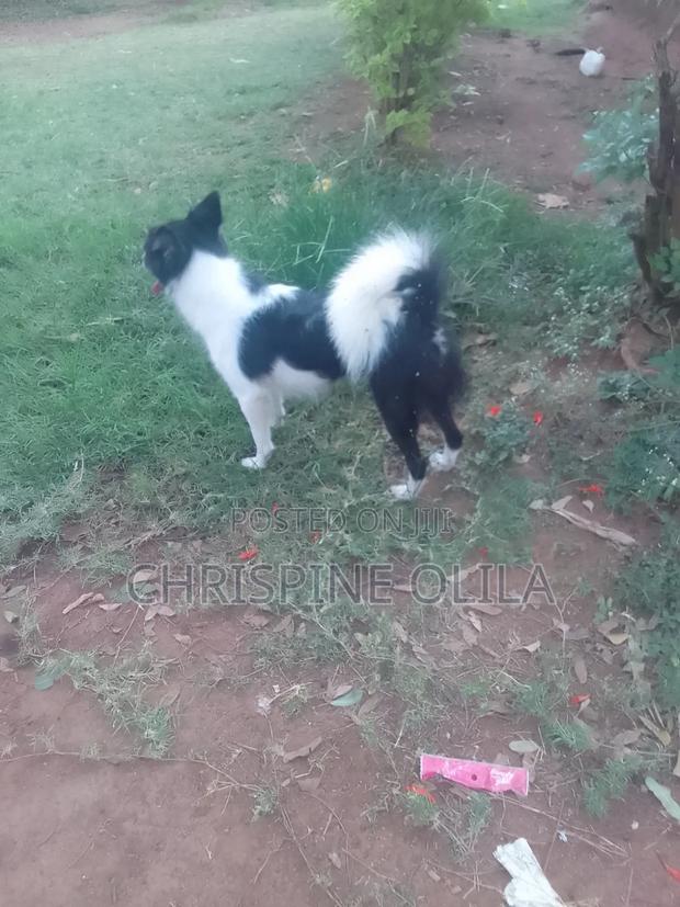 6-12 months Female Purebred Japanese Spitz