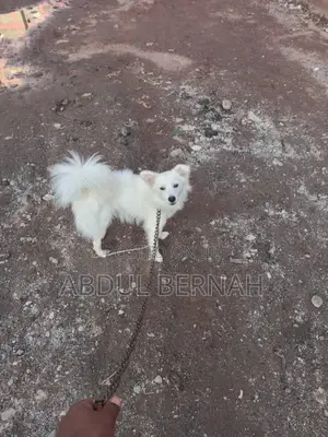 3-6 months Female Purebred Chihuahua