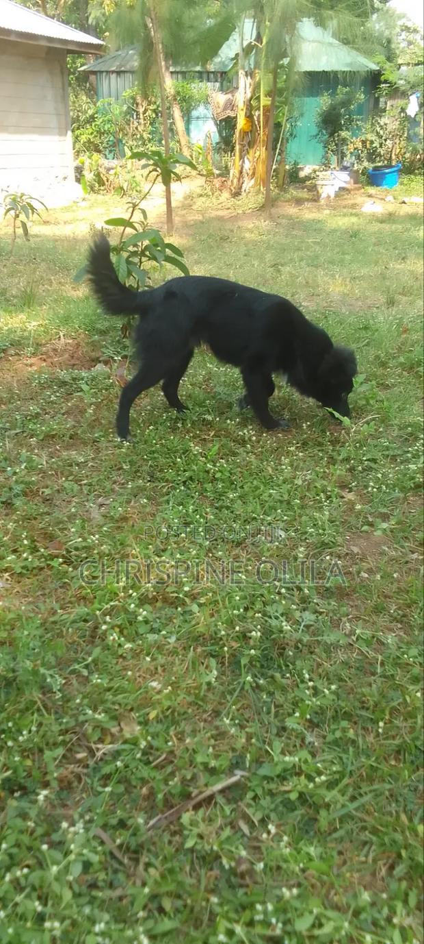 1+ year Male Purebred Japanese Spitz