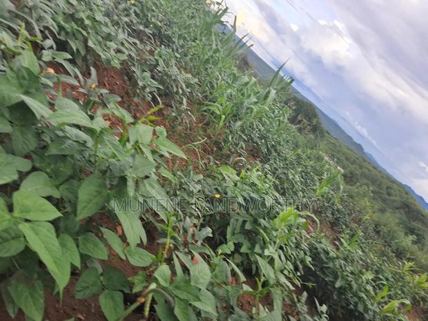 Embu County,Riachina Agricultural Farmland - thumbnail 3