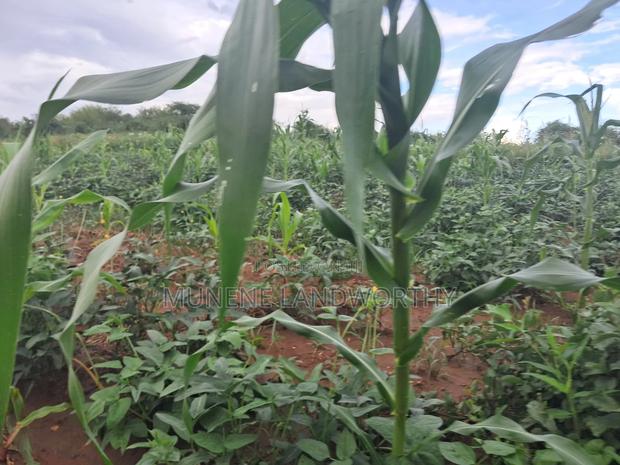 Embu County,Riachina Agricultural Farmland - thumbnail 4