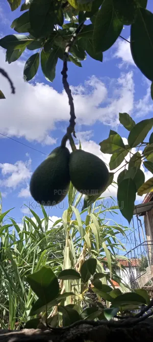 Avocado for Sale. Wholesale
