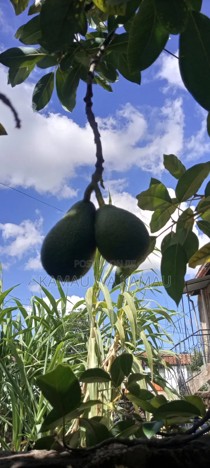 Avocado for Sale. Wholesale