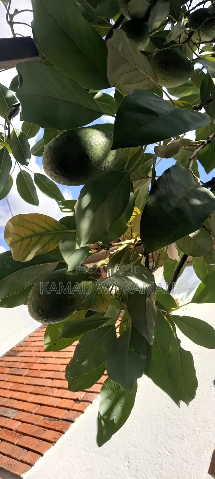 Avocado for Sale. Wholesale