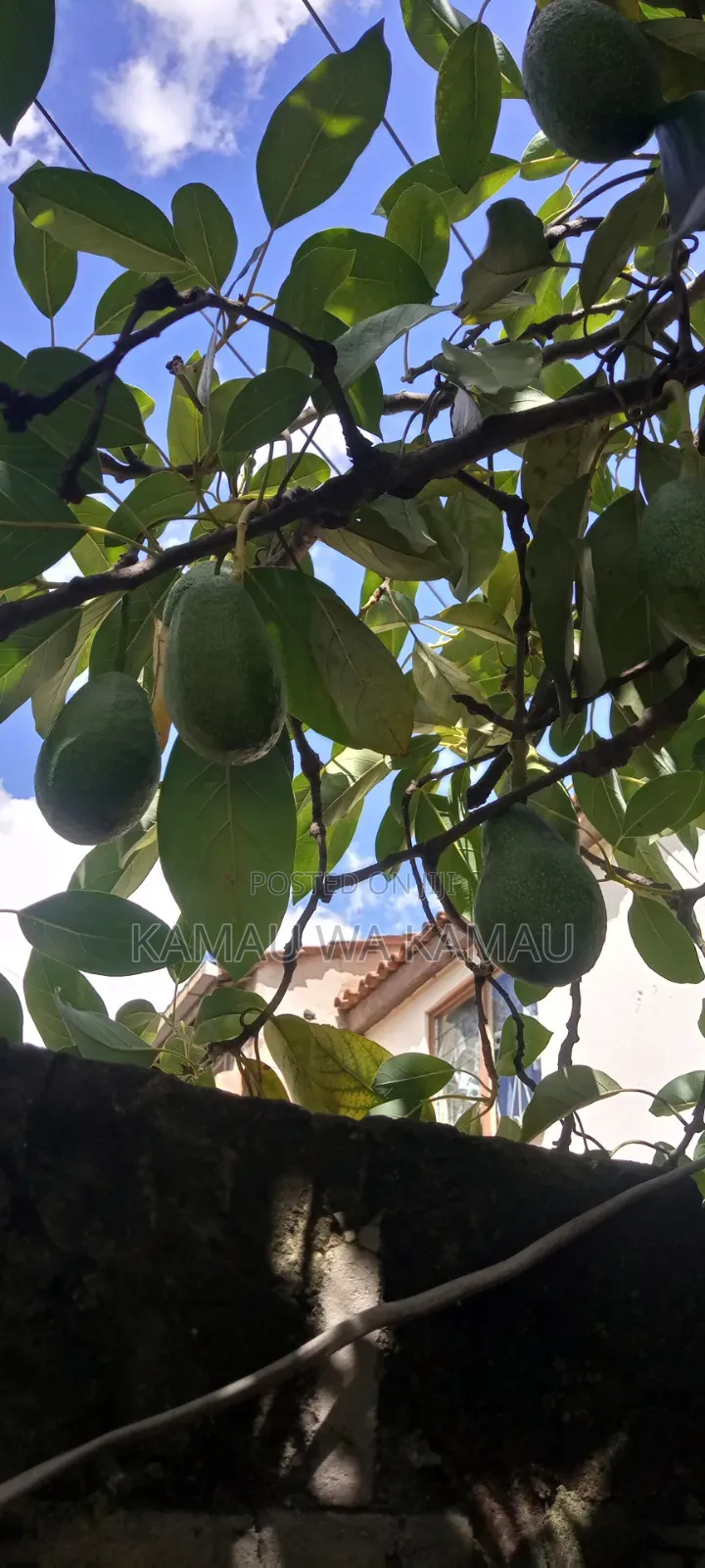 Avocado for Sale. Wholesale