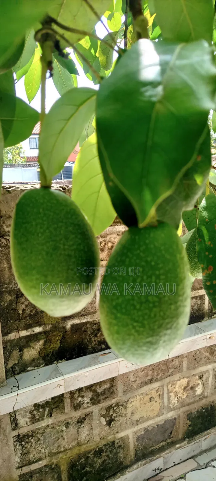 Avocado for Sale. Wholesale