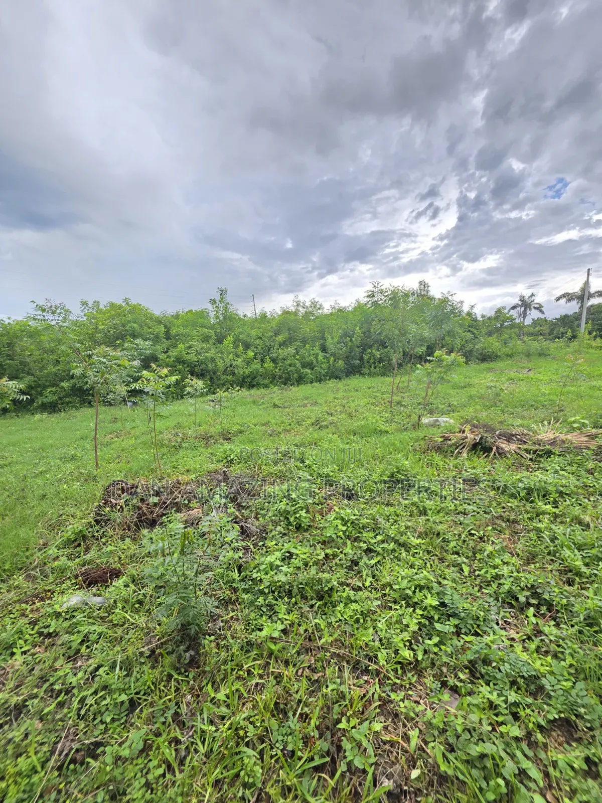 Half an Acre Diani Hibiscus Area for Sale