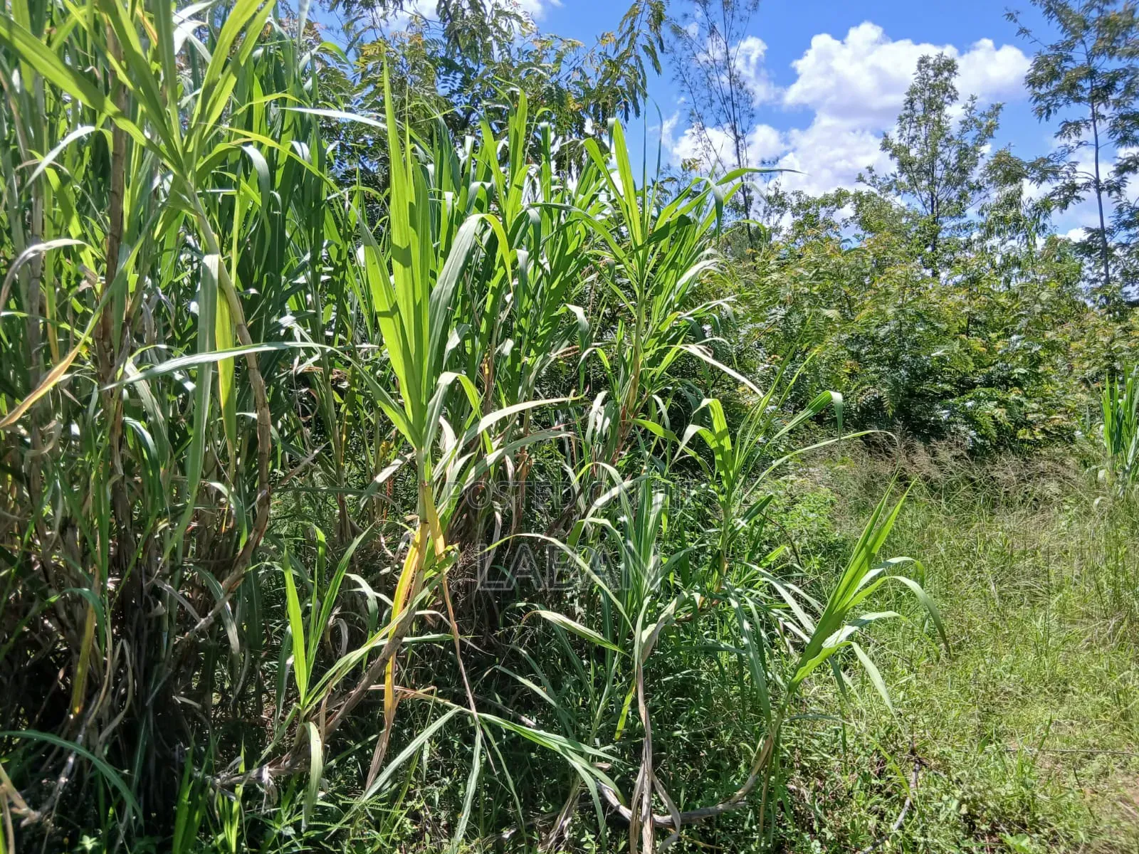 Kabiti 2.9acres