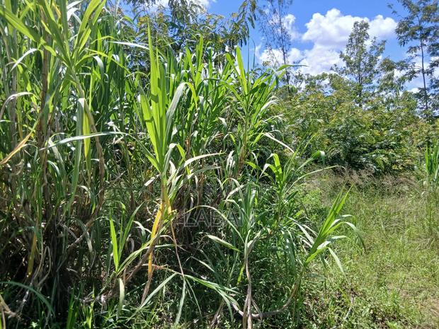 Kabiti 2.9acres - thumbnail 10