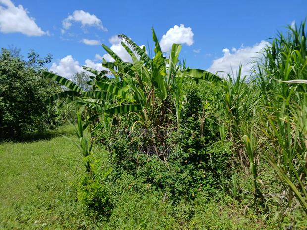 Kabiti 2.9acres - thumbnail 13