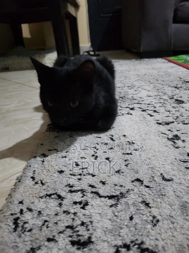 3-6 months Male Purebred Bombay - thumbnail 2