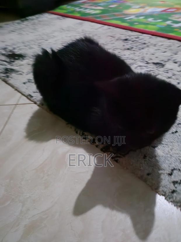3-6 months Male Purebred Bombay - thumbnail 3