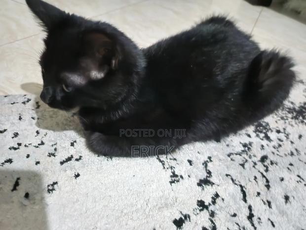 3-6 months Male Purebred Bombay - thumbnail 4