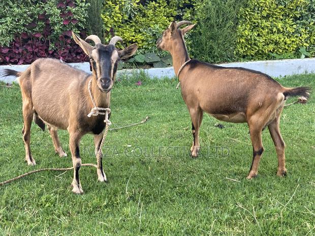 Pedigree German Alpine Goats