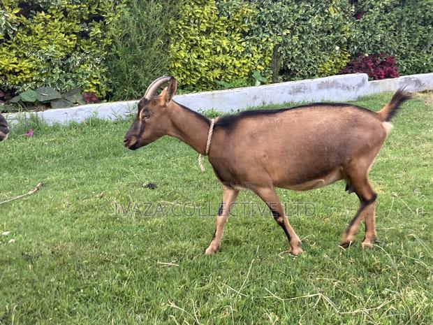 Pedigree German Alpine Goats - thumbnail 2